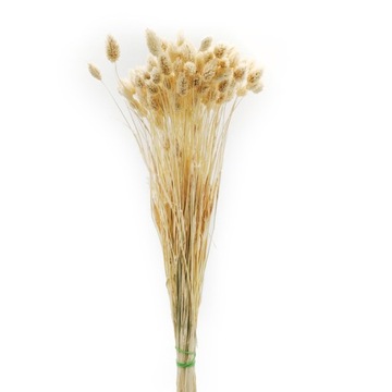 Phalaris выставила выставленную высушенную канарейку Mozga, Kanar, Boho ~ 190