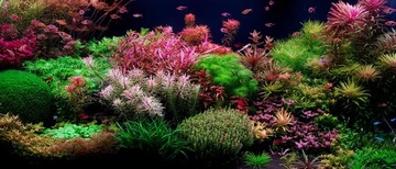 КАЛИЙ 2000 мл (КАНИСТРА)