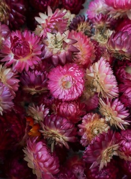 Бессмертник сушеный, фиолетовый, 10 шт, сухоцветы