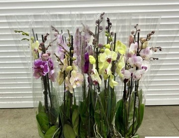 Storczyk Phalaenopsis Mix kolorów 12Ø 70cm 3 Pędy