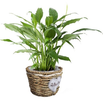 OSŁONKA DONICZKA PLECIONA Z TRAWY MORSKIEJ Z FOLIĄ BOHO SKANDI 16x12