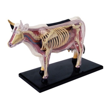 Model anatomiczny narządów zwierzęcych 4D krowa i