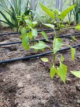 ШЛАНГ КАПЕЛЬНОГО ПОЛИВАНИЯ КОМПЛЕКТ КАПЕЛЬНОЙ ЛИНИИ