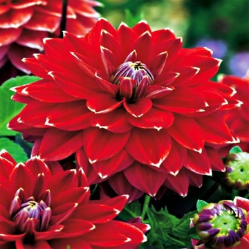 Dalia Dekoracyjna Mister Optimist RED 1szt/W247