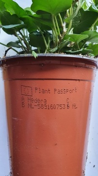 Хедера плющ Идеален для ЛЕС В БАНКЕ