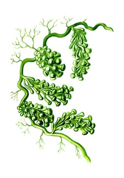 СПИРУЛИНА НАТУРАЛЬНОЕ ЖЕЛЕЗО 100% PURE LIFE LIGHT