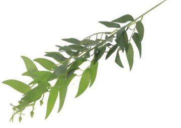 RUSKUS GAŁĄZKA RUSKUSA GREEN 61cm