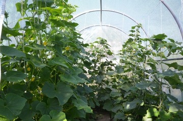 САДОВЫЙ ТУННЕЛЬ ФОЛЬГОВАЯ ТЕПЛИЦА ДЛЯ ОВОЩЕЙ ФОЛЬГА 3х10х2