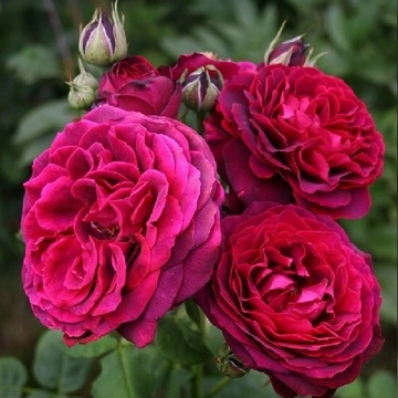 Róża parkowa ciemno różowa