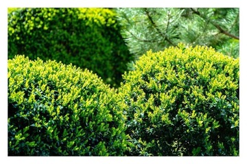 Азотное удобрение Urea GARDEN для цветов туи, газонных хвойных растений, 5кг GREEN OO