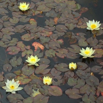 LILIA WODNA miniaturka Nymphaea PYGMAEA HELVOLA
