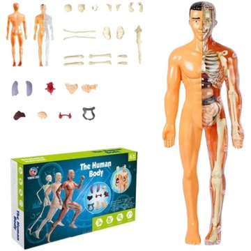 Rozkładany Model Anatomii Człowieka do Nauki Wyjmowane Organy Ludzkie Ciało