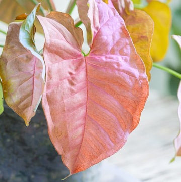 Syngonium 'NEON ROBUSTA' piękne RÓŻOWE LIŚCIE Zroślicha rozmiar L DUŻA