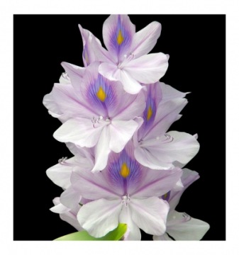 YODEYMA Paris TEMIS Eau de Parfum 50 мл EDP