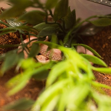 TORF KOKOSOWY 5L Podłoże do Terrarium Ściółka dla Pająka, Żółwia