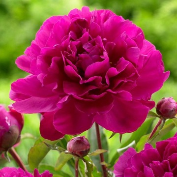 Piwonia BUNKER HILL Paeonia piękne CIEMNORÓŻOWE KWIATY pachnące SADZONKA