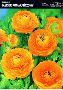 Ranunculus Jaskier Pomarańczowy Cebulka 5szt