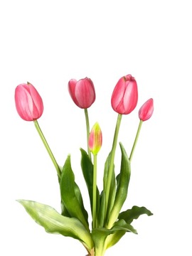 TULIPANY TULIPAN BUKIET BIAŁY 5 sztuk GUMOWANE różowy fuksja