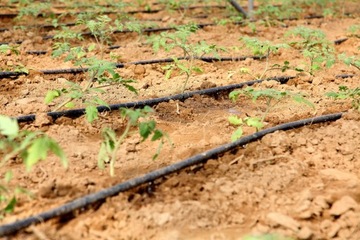 КАПЕЛЬНЫЙ ШЛАНГ/ЛИНИЯ 100м с КОМПЕНСАЦИЕЙ Fi16мм 1,6л/ч каждые 33см