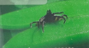 TICK TWISTER 2 ШТ. ДЛЯ КЛЕЩЕЙ