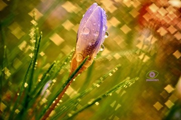 M42 voigtlander lanthar 2,8/50 swirly bokeh