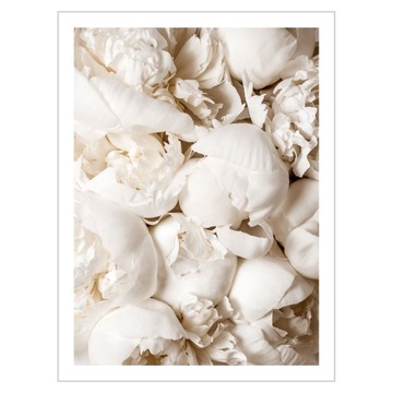 Plakat 30x40 Pastelowe piwonie