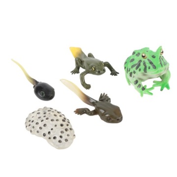 5 шт. Цикл роста головастика Реалистичный детальный этап роста PVC 7Q
