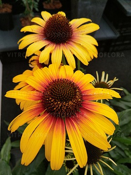 Jeżówka Parrot żółta z czerwonym środkiem Echinacea