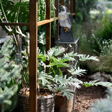 ЯСКОВ-СОКОЛ-ОТПУПЫВАТЕЛЬ ПТИЦ Скворцы ГОЛУБИ