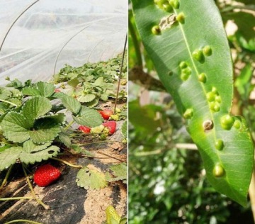 Сетка садовая для растений, овощей, кустов, защита от насекомых, 3х6м