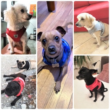 SZELKI SPACEROWE BEZUCISKOWE DLA KOTA + SMYCZ REGULOWANE ODBLASK ROZMIAR S