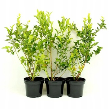 ZIEMIA PODŁOŻE DO BORÓWKI 50L NAWÓZ TORF KWAŚNY