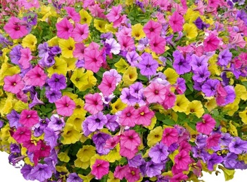 Supertunia Vista TRÓJKOLOROWA, TRICOLOR ZESTAW 3 SADZONEK