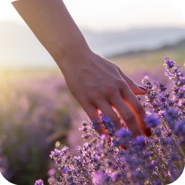 ДЛЯ ЛАВАНДЫ 1 КГ УДОБРЕНИЕ ДЛЯ МНОГО ЦВЕТЕНИЯ ВЫСОКОЭФФЕКТИВНЫЕ МИКРОЭЛЕМЕНТЫ