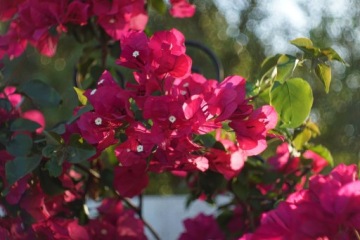 PENTACON ORESTOR 135/2,8 M42 15 листов