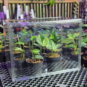 Мини-акриловая теплица для детских растений Alokazja Anthuria 40х25х30см
