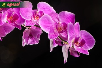 КОНДИЦИОНЕР УДОБРЕНИЯ ОРХИДЕЯ АППЛИКАТОР ORCHID STRONG