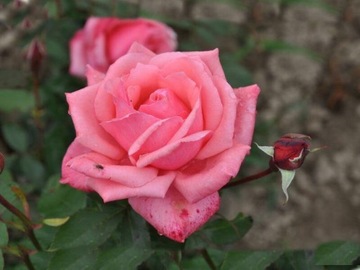 Róża wielkokwiatowa Rosa 'Różowa Aksamitna'