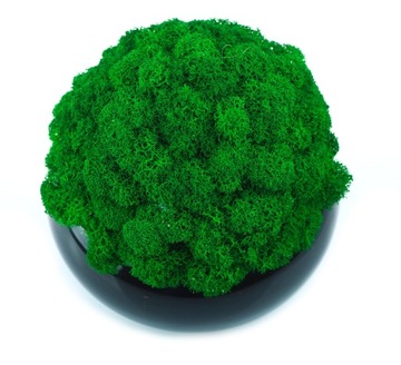 НАБОР из 3х мхов в МИКРОКЛИМАТНОМ ГОРШКЕ