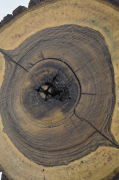 Поднос для сервировки из орехового дерева 40x36 Gr5