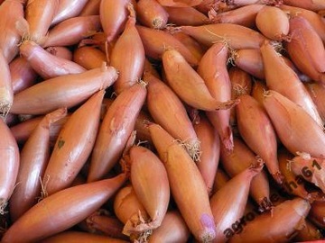 Cebula dymka szalotka Sopelek 500g Słodka Delikatność z Twojego Ogrodu