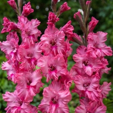 MIECZYK-GLADIOLUS WIELKOKWIATOWY KINGSTON RUFFLE 5 szt