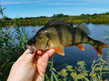 ДЖИГ-ГОЛОВКА MIKADO JAWS CLASSIC BN 10g-4/0 в упаковке 3 шт.