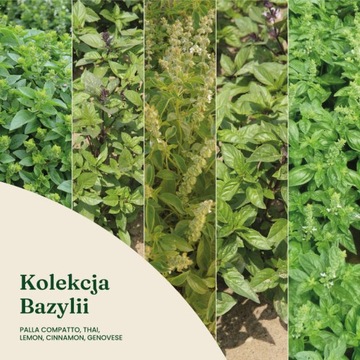 Kolekcja Bazylii - Nasiona - W. Legutko
