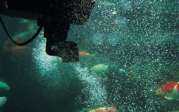 Oase SwimSkim 50 skimer do oczka