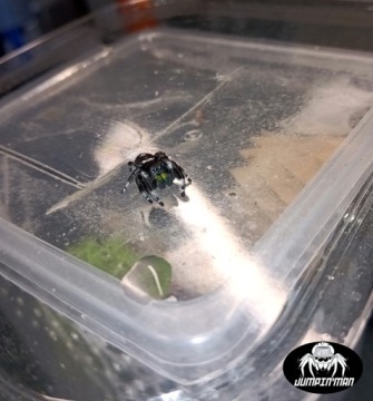 МУЖЧИНА King Jumping Cub Phidippus regius SOROA L6/L7 + сетка или тепловой пакет