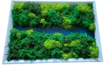 Obraz z mchu chrobotek ŻYWY OBRAZ Z MCHEM STABILIZOWANYM a4 Na Prezent