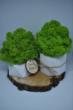 Подарочный набор «Рубильный лес»