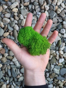 Мох Кработек ПРЕМИУМ Светло-зеленый Картон 1кг