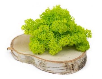 Mech Chrobotek Reniferowy Jasnozielony 500g